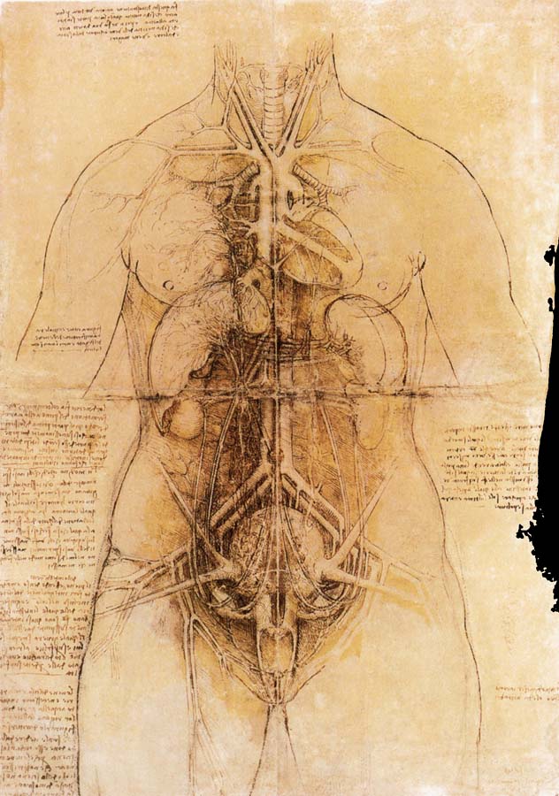 The organs of the woman